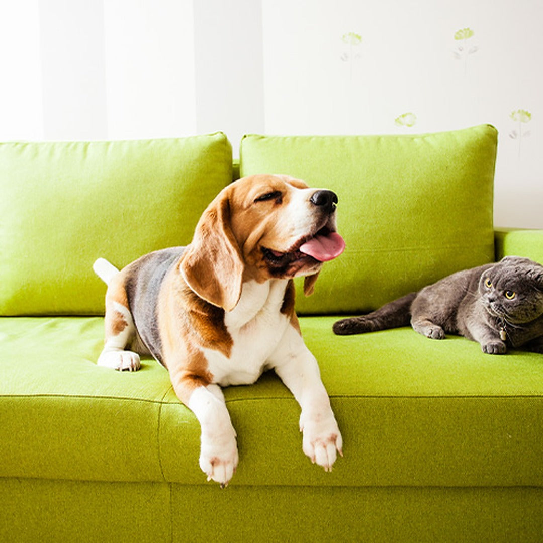 Do You Need A Pet-Friendly Sofa? 5 Signs It’s Time To Upgrade